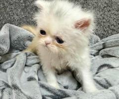 Женско котенце