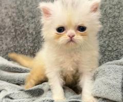 Женско котенце