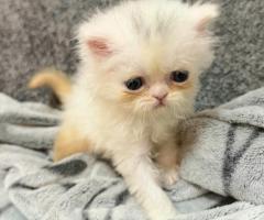 Женско котенце