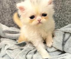 Женско котенце