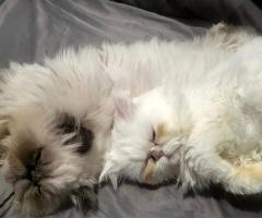 Женско котенце