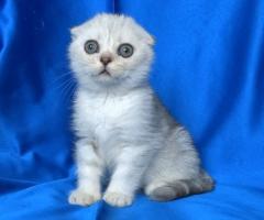 Клепоухи късокосмести котенца