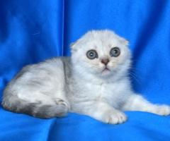 Клепоухи късокосмести котенца