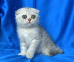 Клепоухи късокосмести котенца