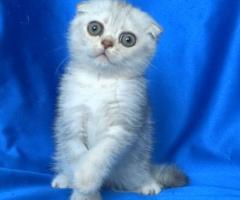 Клепоухи късокосмести котенца