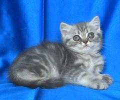 Британско късокосместо котенце