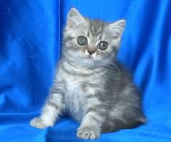 Британско късокосместо котенце