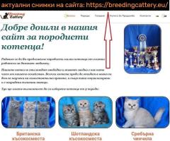 Британско късокосместо котенце