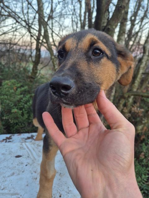 Лупи търси дом