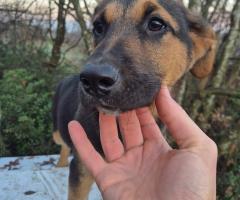 Лупи търси дом