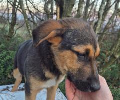 Лупи търси дом