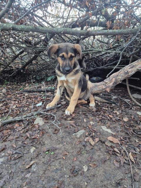 Доби търси дом