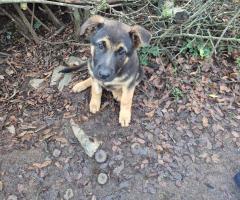 Доби търси дом