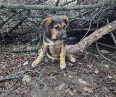 Доби търси дом