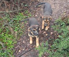 Доби търси дом