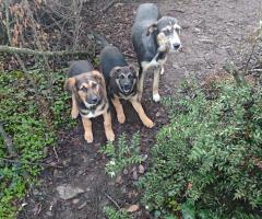 Доби търси дом