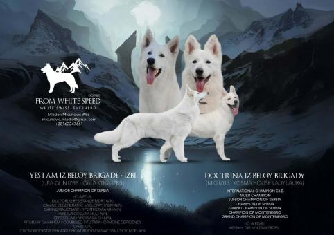 Бял швейцарски овчар – Кученца