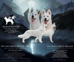 Бял швейцарски овчар – Кученца