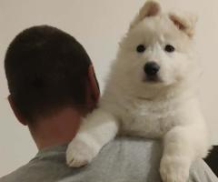 Бял швейцарски овчар – Кученца