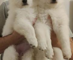 Бял швейцарски овчар – Кученца