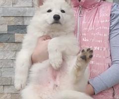 Бял швейцарски овчар – Кученца