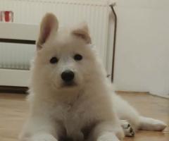 Бял швейцарски овчар – Кученца