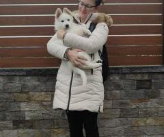 Бял швейцарски овчар – Кученца