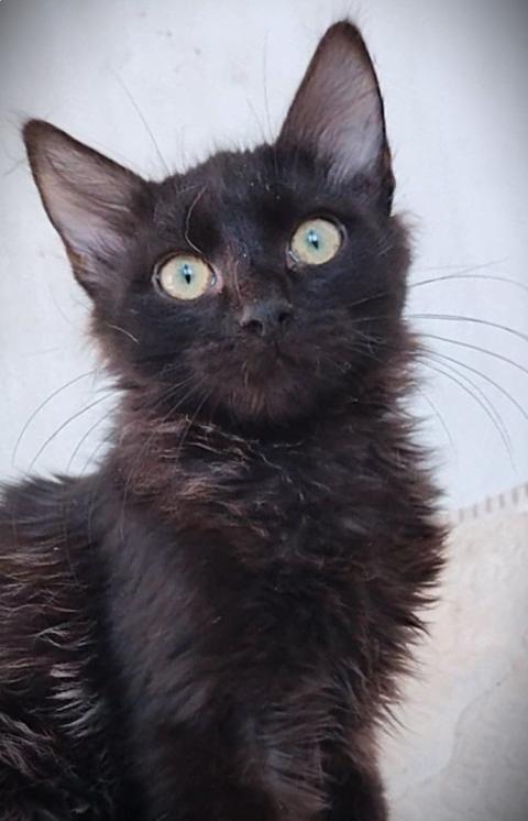 Таласъмчо търси любящи стоани и семейство