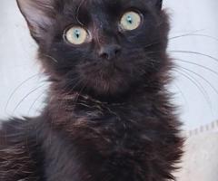 Таласъмчо търси любящи стоани и семейство