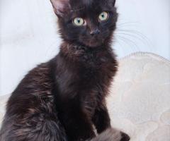 Таласъмчо търси любящи стоани и семейство