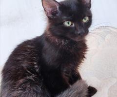 Таласъмчо търси любящи стоани и семейство