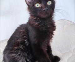 Таласъмчо търси любящи стоани и семейство