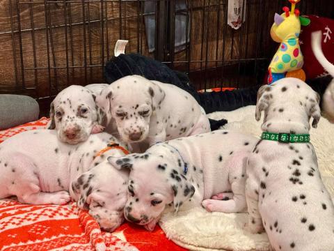 Очарователни далматински кученца – семейни любимци и бъдещи шампиони