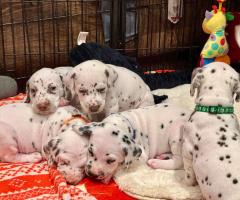 Очарователни далматински кученца – семейни любимци и бъдещи шампиони