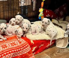 Очарователни далматински кученца – семейни любимци и бъдещи шампиони