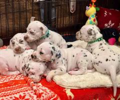 Очарователни далматински кученца – семейни любимци и бъдещи шампиони