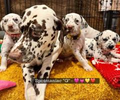 Очарователни далматински кученца – семейни любимци и бъдещи шампиони