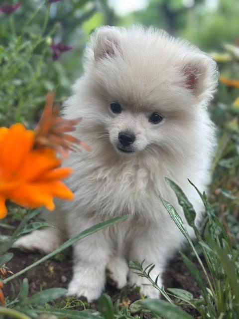 Женски кученца порода немски шпиц-померан