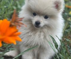 Женски кученца порода немски шпиц-померан