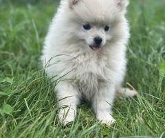 Женски кученца порода немски шпиц-померан