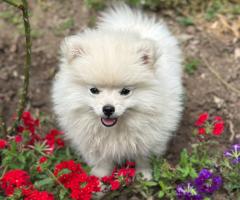 Женски кученца порода немски шпиц-померан