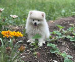 Женски кученца порода немски шпиц-померан