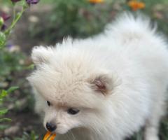 Женски кученца порода немски шпиц-померан