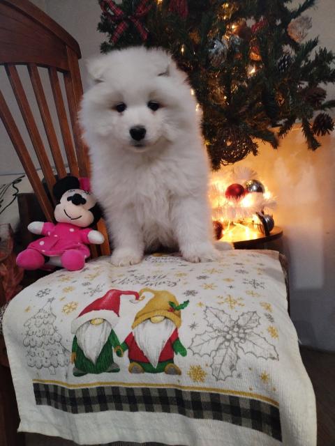 Прекрасни женски самоеди