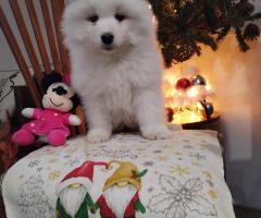 Прекрасни женски самоеди