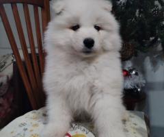 Прекрасни женски самоеди