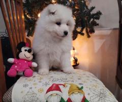 Прекрасни женски самоеди