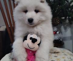 Прекрасни женски самоеди