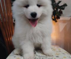 Прекрасни женски самоеди