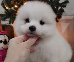 Прекрасни женски самоеди